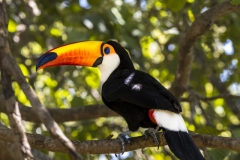 2022_Brasil_Pantanal-6483-2