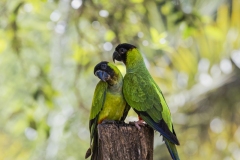 2022_Brasil_Pantanal-6530-2