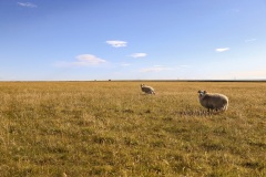 IMG_0881