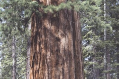 2020_02_USA_California__mg_8841